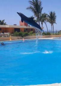 dolphin flip