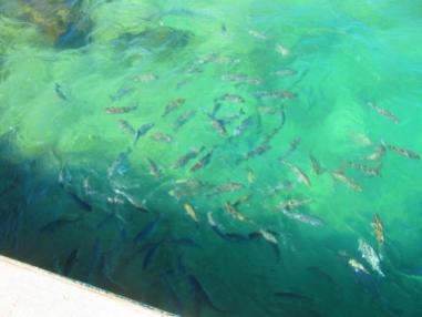 Fish swimming at the ends of the pier